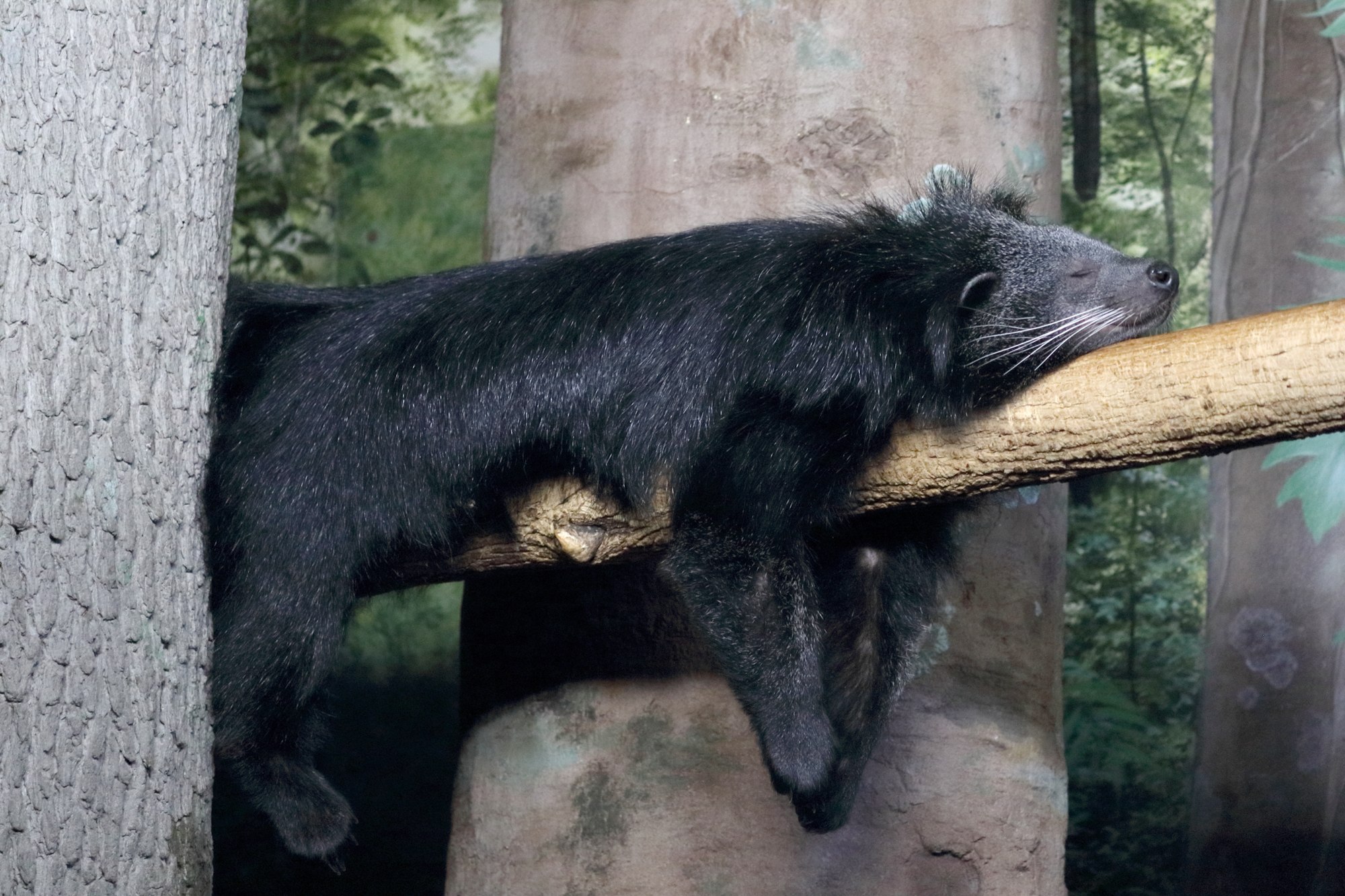 Бинтуронг: «кошачий медведь», который пахнет попкорном